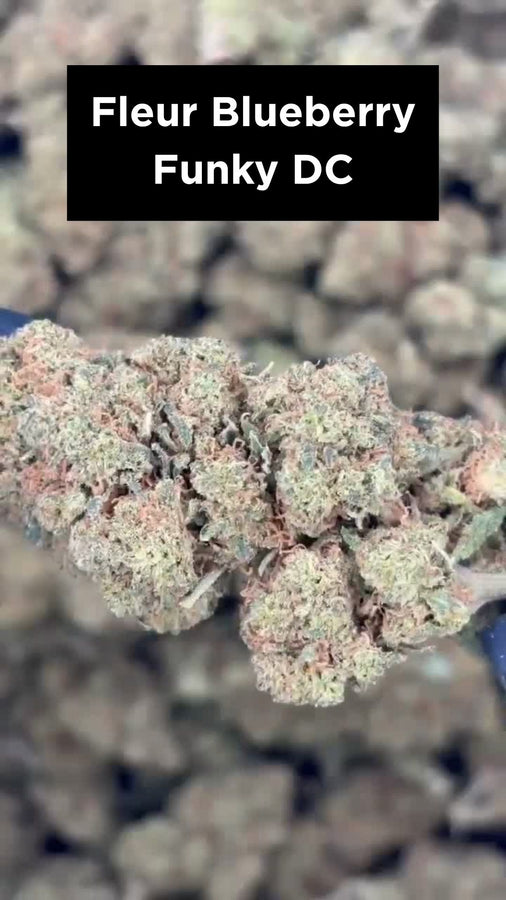 Fleur Blueberry Funky DC - Misterflower