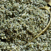Substitut Damiana
